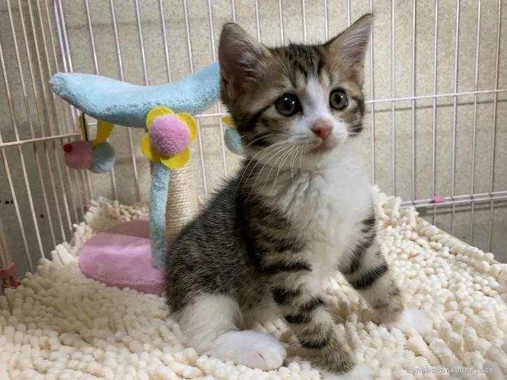 ID:2108-00704の子猫