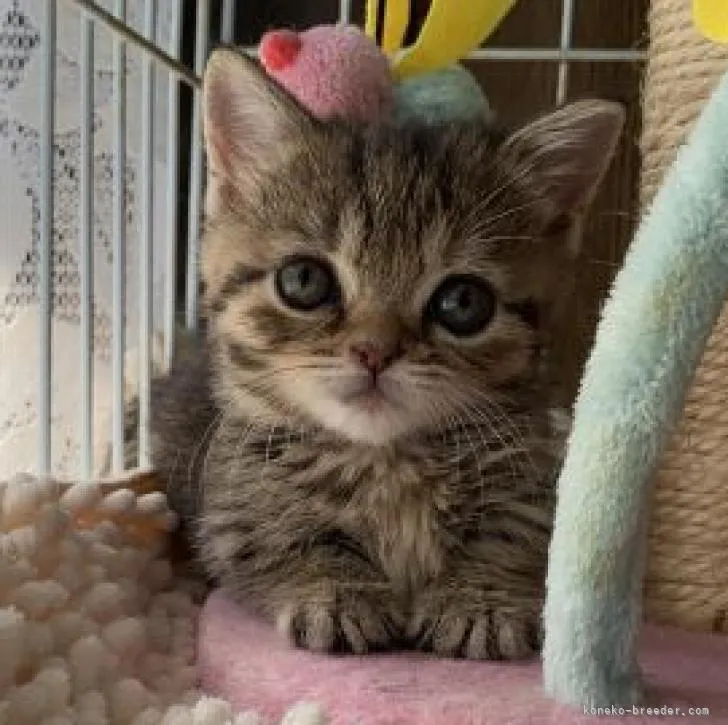 ID：2303-00817の子猫