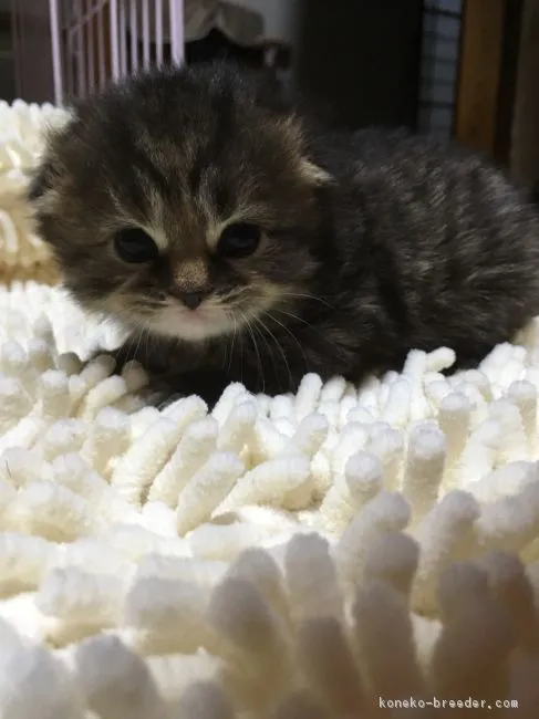 ID:1603-00488の子猫