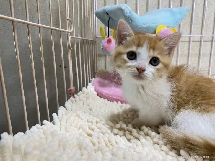 ID:2108-02534の子猫
