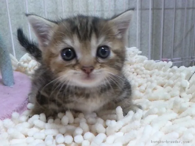 ID：1709-00023の子猫