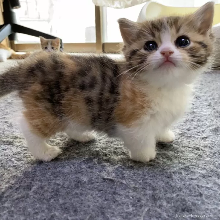 ID：2404-02493の子猫