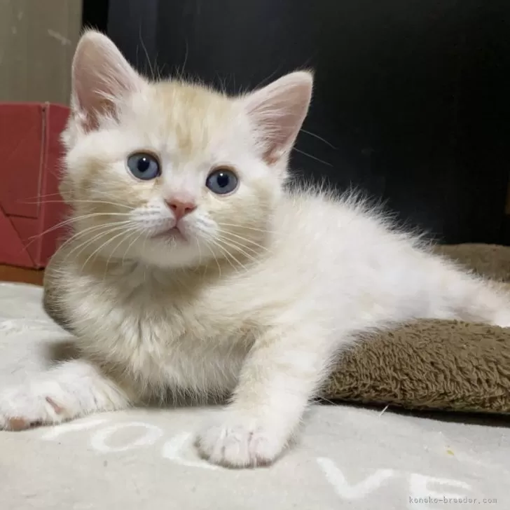 Y.O 様のお迎えした子猫