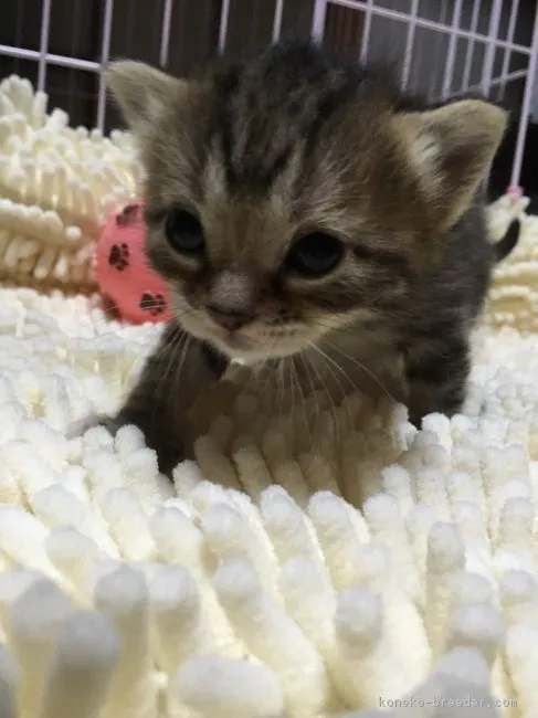 ID:1603-00482の子猫
