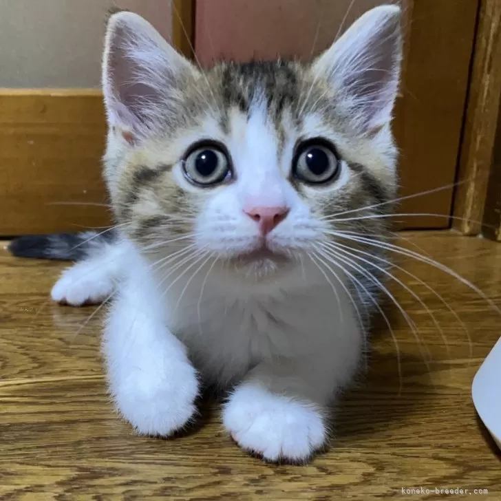ID:2408-00240の子猫