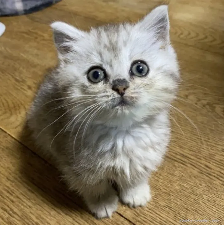 ID:2308-02110の子猫