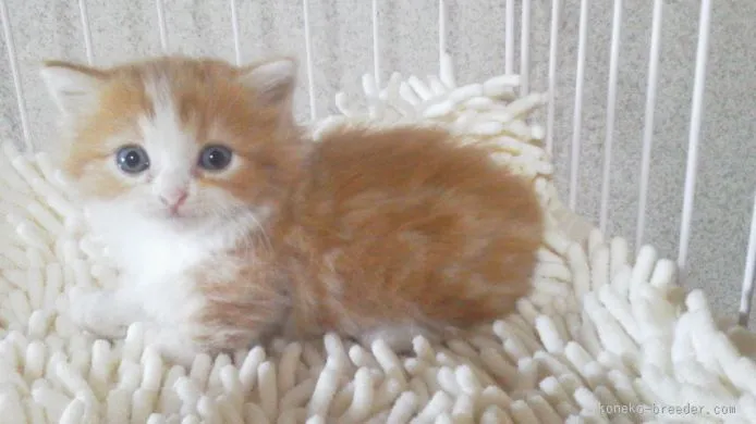 ID：1510-00103の子猫