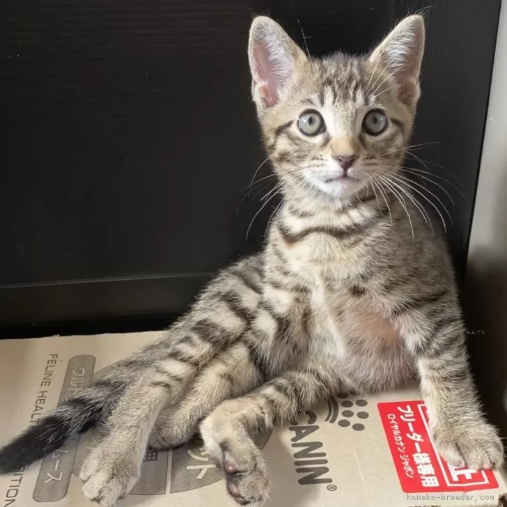 ID:2406-03078の子猫