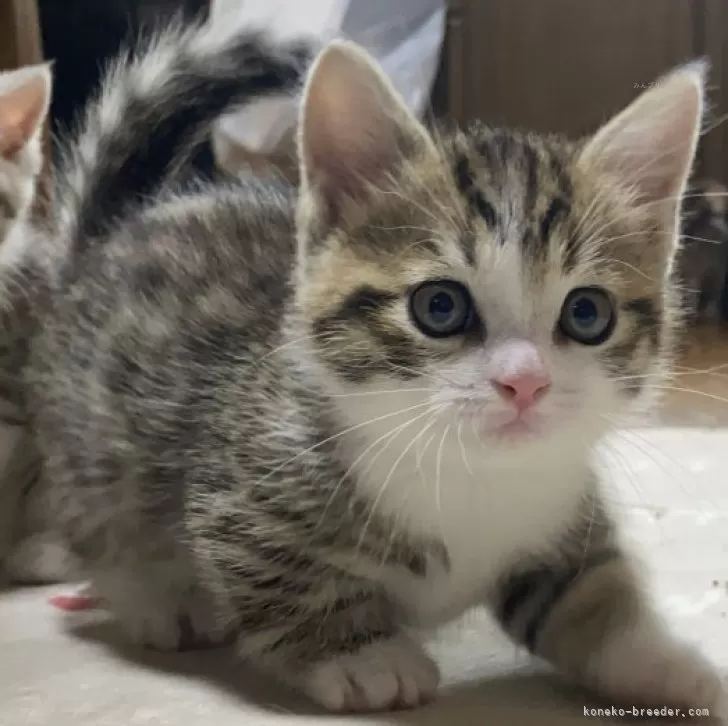 D.H 様のお迎えした子猫