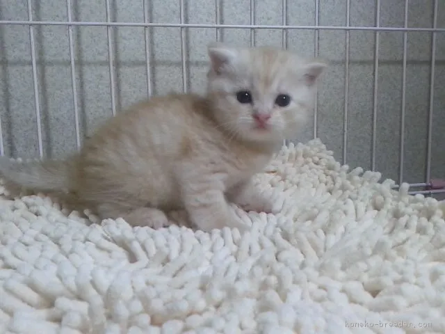 ID：1710-00672の子猫