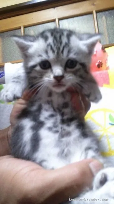 ぶん汰 様のお迎えした子猫