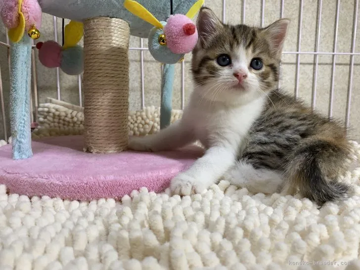 ID:2109-01851の子猫