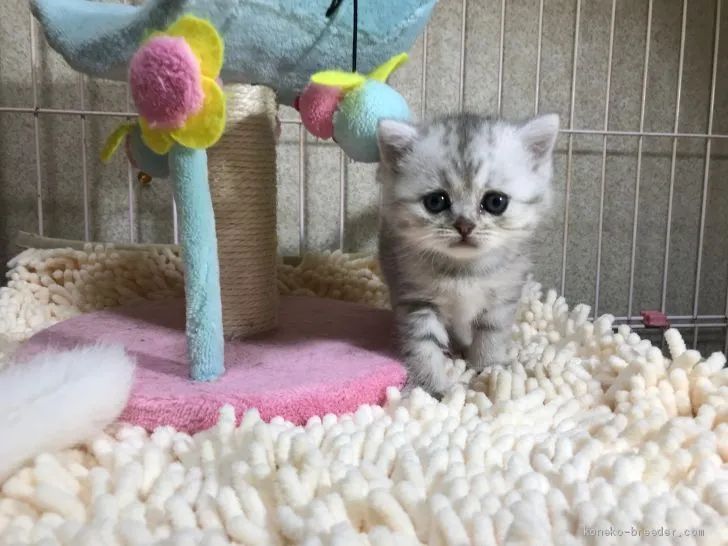 ID：1904-01803の子猫