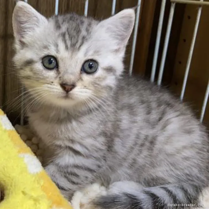 ID:2208-02753の子猫