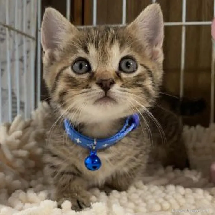ID:2208-02885の子猫