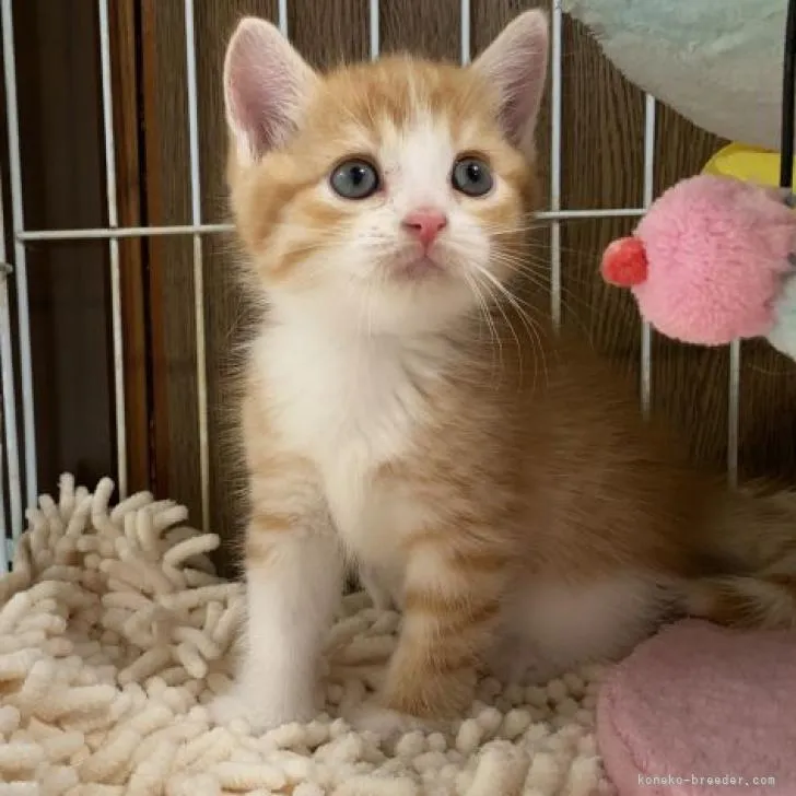 ID:2209-00178の子猫