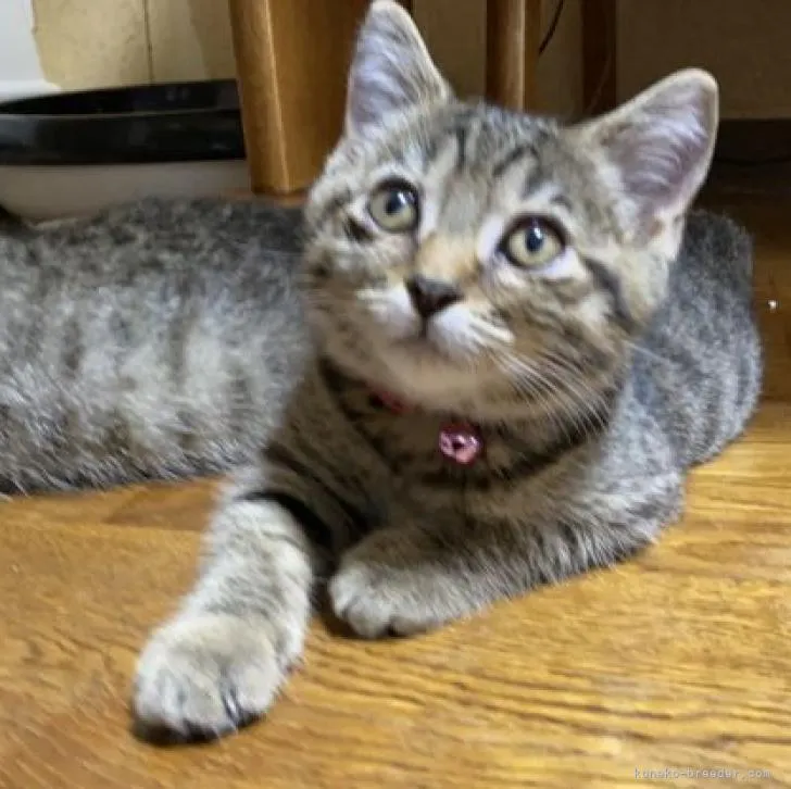 ID:2208-02880の子猫