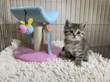 マンチカン(長足)【千葉県・女の子・2021年3月18日・ブラウンパッチドマッカレルタビー】の写真「人気の毛色ブラウンパッチ♡長足マンチカン(#^^#」