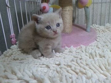 マンチカン【千葉県・男の子・2017年11月30日・クリームクラシックタビー】の写真「父ACCダブルチャンピオンの高血統　さらに祖父は…」