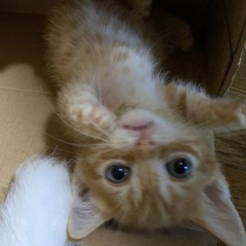 マンチカン【千葉県・男の子・2023年6月24日・レッドマッカレルタビー】の写真「サマーキャンペーン特価！！！」