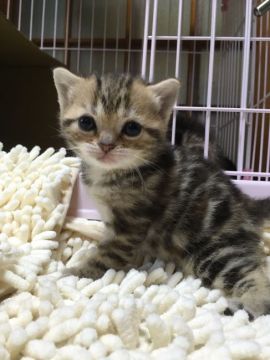 マンチカン【千葉県・女の子・2016年2月19日・ブラウンパッチドタビー（ショートヘア）】の写真「父猫ACCダブルチャンピオン」