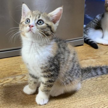 マンチカン【千葉県・女の子・2024年6月27日・キャリコ(ブラウンパッチドタビー&ホワイト)】の写真「いつでもお迎えが可能です♡」