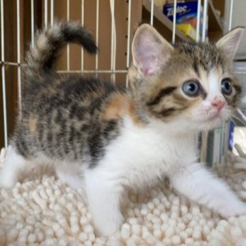 マンチカン(長足)【千葉県・女の子・2023年5月1日・キャリコ】の写真「大人気のキャリコ♡三毛ちゃん長足です♡」