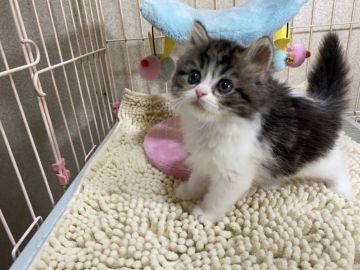 マンチカン(長足)【千葉県・男の子・2021年4月25日・ブラウンタビー&ホワイト】の写真「最終販売！大幅値下げ致しました。」