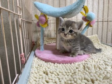 マンチカン(短足)【千葉県・男の子・2021年6月1日・ブルーマッカレルタビー】の写真「大人気のブルー♡短足ちゃん♡父猫高血統♡」