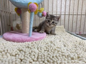 マンチカン(長足)【千葉県・女の子・2021年6月1日・ブルーパッチドマッカレルタビー】の写真「大人気のブルー♡長足ちゃん♡父猫高血統♡」