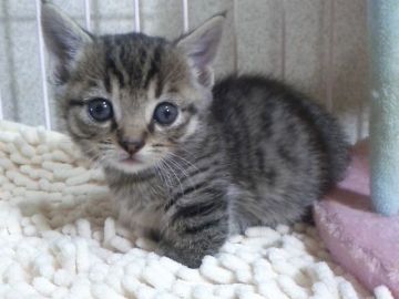 マンチカン【千葉県・男の子・2017年9月22日・ブラウンマッカレルタビー】の写真「父ACCダブルチャンピオンの高血統　祖父は…」