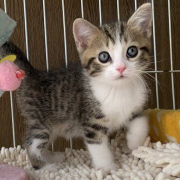 マンチカン【千葉県・男の子・2023年3月10日・ブラウンマッカレルタビー&ホワイト】の写真「父猫ACCダブルチャンピオンの高血統♡」