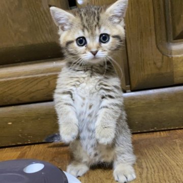 マンチカン(短足)【千葉県・女の子・2023年11月30日・ブラウンパッチドマッカレルタビー】の写真「大人気のブラウンマッカレルタビー☆超～短足です♡」