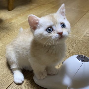 マンチカン(短足)【千葉県・男の子・2024年10月17日・クリームマッカレルタビー】の写真「アンヨの短い短足ちゃん♡特価」