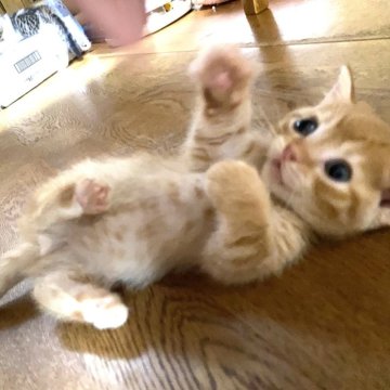 マンチカン(短足)【千葉県・男の子・2024年6月18日・シナモンタビー】の写真「サマーキャンペーン現金特別価格です♡短足ちゃん」