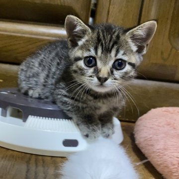 マンチカン(短足)【千葉県・男の子・2024年8月31日・ブラウンマッカレルタビー】の写真「綺麗な色柄の短足ちゃん(#^^#)現金特価です☆」