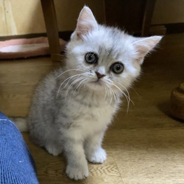 マンチカン(長足)【千葉県・女の子・2024年10月17日・ブルーパッチドマッカレルタビー】の写真「長足ちゃん♡特価」