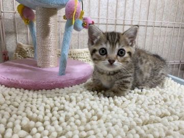 マンチカン(短足)【千葉県・女の子・2021年6月1日・ブラウンパッチドマッカレルタビー】の写真「大人気のブラウン♡短足ちゃん♡父猫高血統♡」