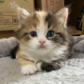 マンチカン【千葉県・女の子・2022年9月6日・キャリコ】の写真「父猫ACCダブルチャンピオンの高血統♡」