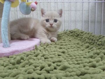 マンチカン【千葉県・男の子・2017年4月26日・クリームタビー】の写真「17日24時で販売終了します…」
