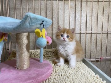 マンチカン(長足)【千葉県・女の子・2021年4月25日・レッドタビー&ホワイト】の写真「大人気のレッドホワイト長足ちゃん高血統♡」