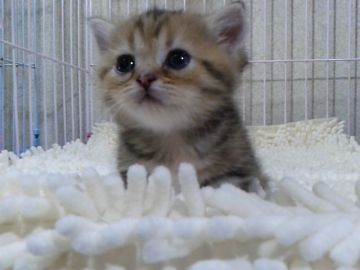マンチカン【千葉県・女の子・2016年9月16日・ブラウンパッチドタビー】の写真「父ACCダブルチャンピオンの高血統」