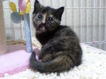 マンチカン【千葉県・女の子・2017年2月2日・トーティシェル】の写真「父ACCダブルチャンピオンの高血統」
