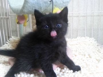 マンチカン(長足)【千葉県・男の子・2018年5月5日・ブラック】の写真「♡黒猫の長足ちゃん♡特価」