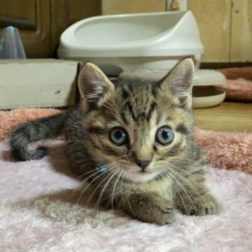 マンチカン(短足)【千葉県・男の子・2024年6月18日・ブラウンマッカレルタビー】の写真「サマーキャンペーン現金特別価格です♡短足ちゃん」