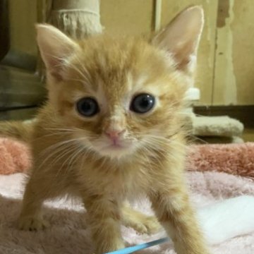 マンチカン(長足)【千葉県・男の子・2023年6月3日・レッドマッカレルタビー】の写真「サマーキャンペーン特価！！！」