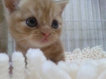マンチカン【千葉県・女の子・2017年7月7日・レッドタビー（ショートヘア）】の写真「父ACCダブルチャンピオンの高血統　祖父も…」