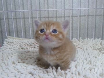 マンチカン【千葉県・女の子・2017年11月23日・レッドマッカレルタビー】の写真「父ACCダブルチャンピオンの高血統　さらに祖父は…」