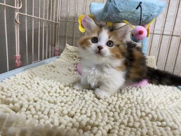 マンチカン(短足)【千葉県・女の子・2021年4月8日・ブラウンパッチドタビー&ホワイト(キャリコ)】の写真「最終販売！大幅値下げ致しました。」