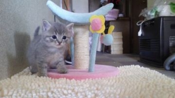 マンチカン【千葉県・男の子・2016年5月3日・ブルータビー(グレー系)（ショートヘア）】の写真「父ACCダブルチャンピオンの高血統」